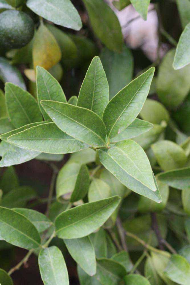              Sun leaves (Riverside, CA)       